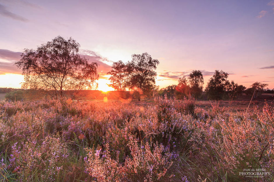 fischbeker heide sonnenuntergang